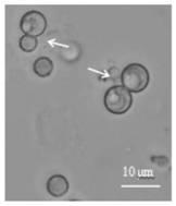 A kind of trichoderma protoplast fusion strain and application thereof