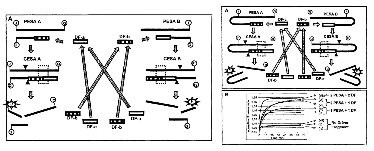 Signal amplification