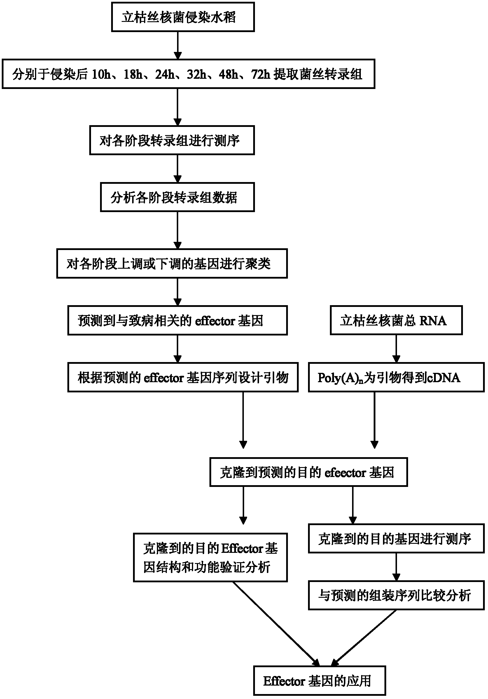 Paddy rice Rhizoctonia solani effector gene AG1IA010188 and application thereof