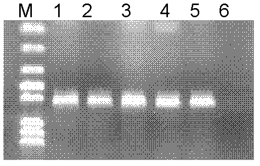 Paddy rice Rhizoctonia solani effector gene AG1IA010188 and application thereof