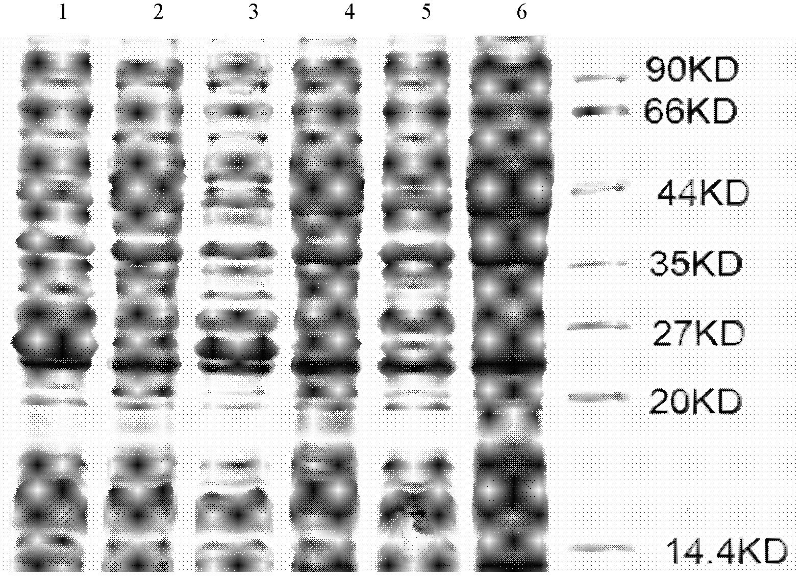 Paddy rice Rhizoctonia solani effector gene AG1IA010188 and application thereof