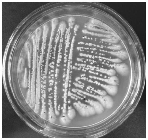 A high-yield polymalic acid Aureobasidium pullulans and its application