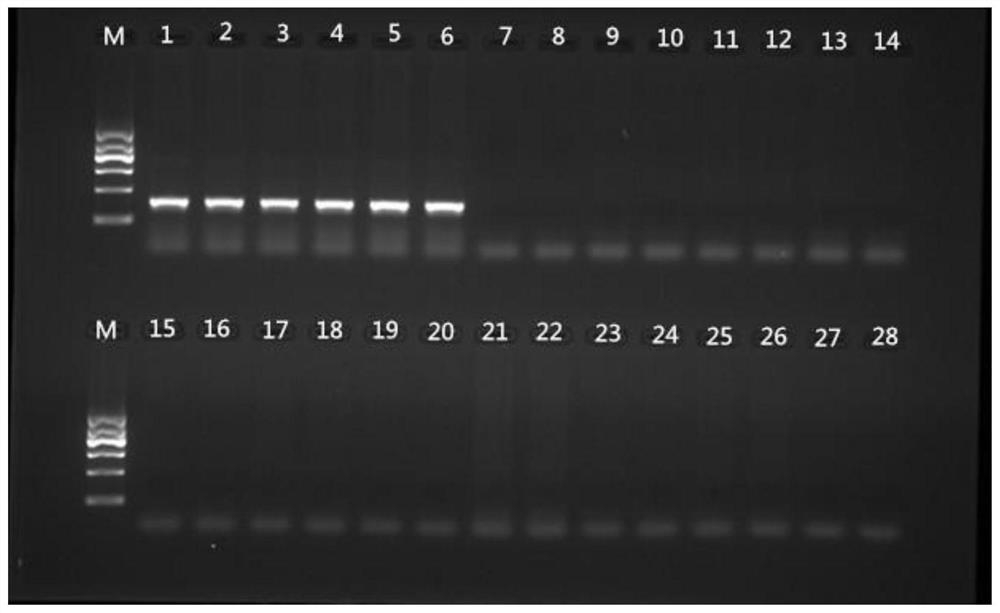 Specific primer and probe for identifying bactrocera humilis and application thereof