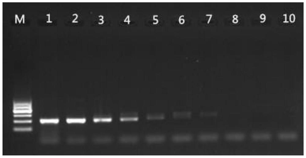 Specific primer and probe for identifying bactrocera humilis and application thereof