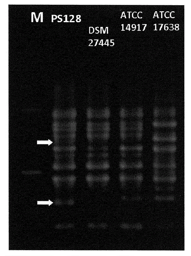 Lactic acid bacterium for prophylaxis or treatment of a stress-included disorder and a composition containing the same