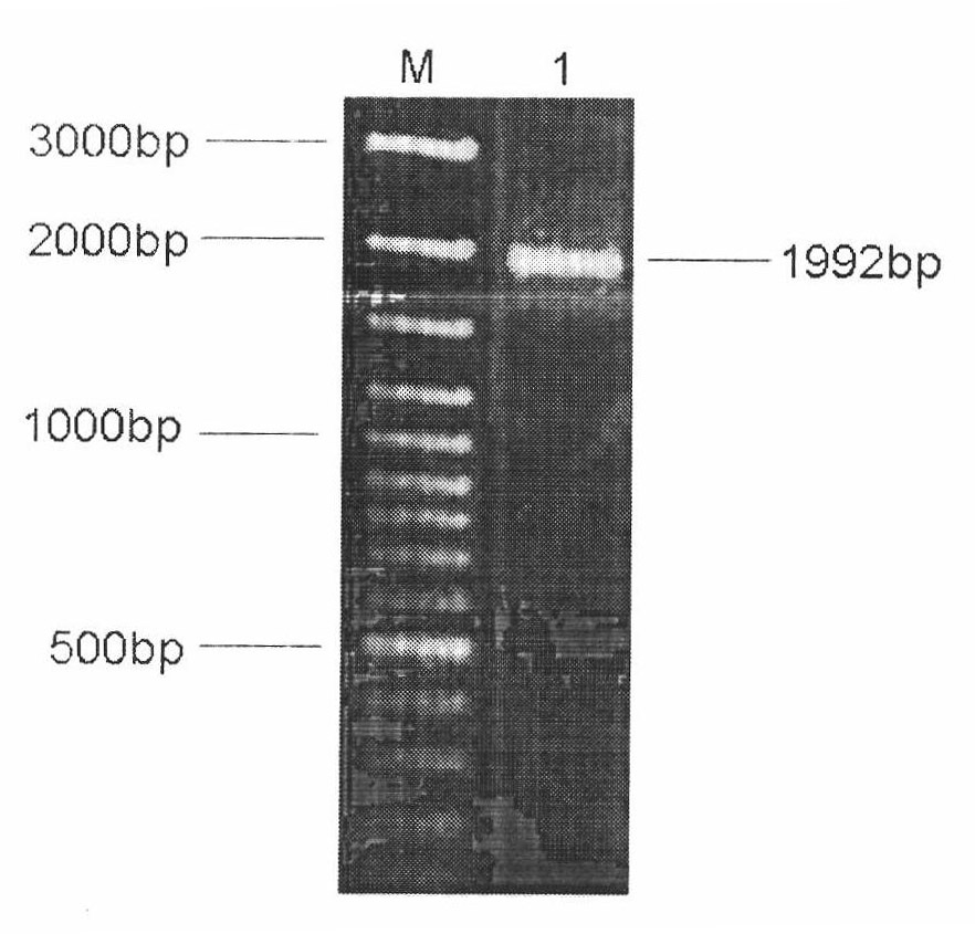 Method for identifying disease resistant variety of cruciferous crop