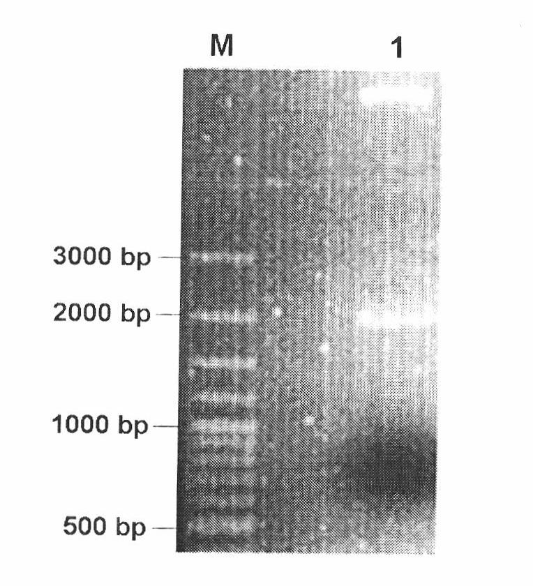 Method for identifying disease resistant variety of cruciferous crop