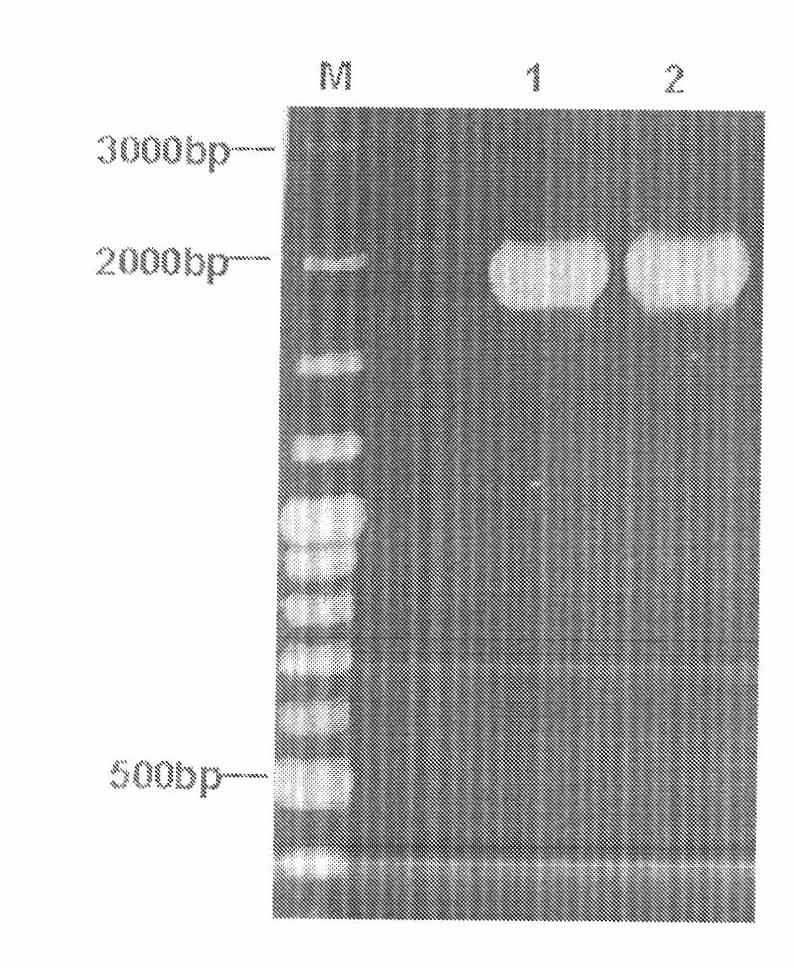 Method for identifying disease resistant variety of cruciferous crop