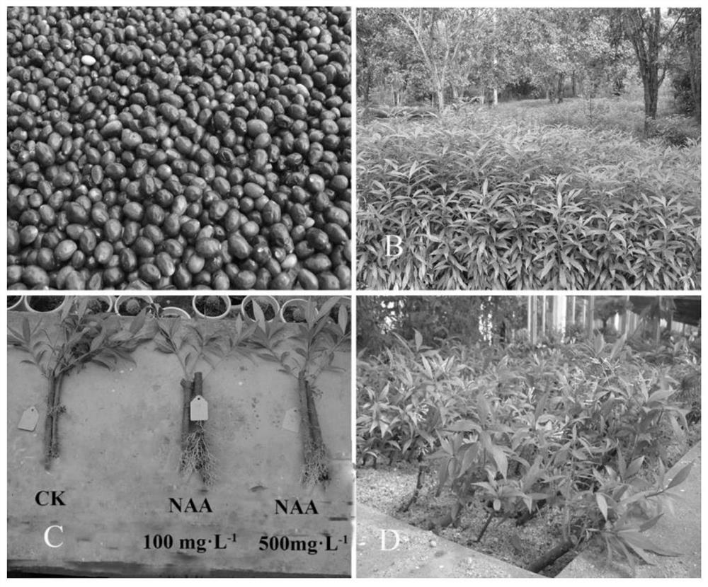 The method of propagation and cultivation of Rauvolwolfia