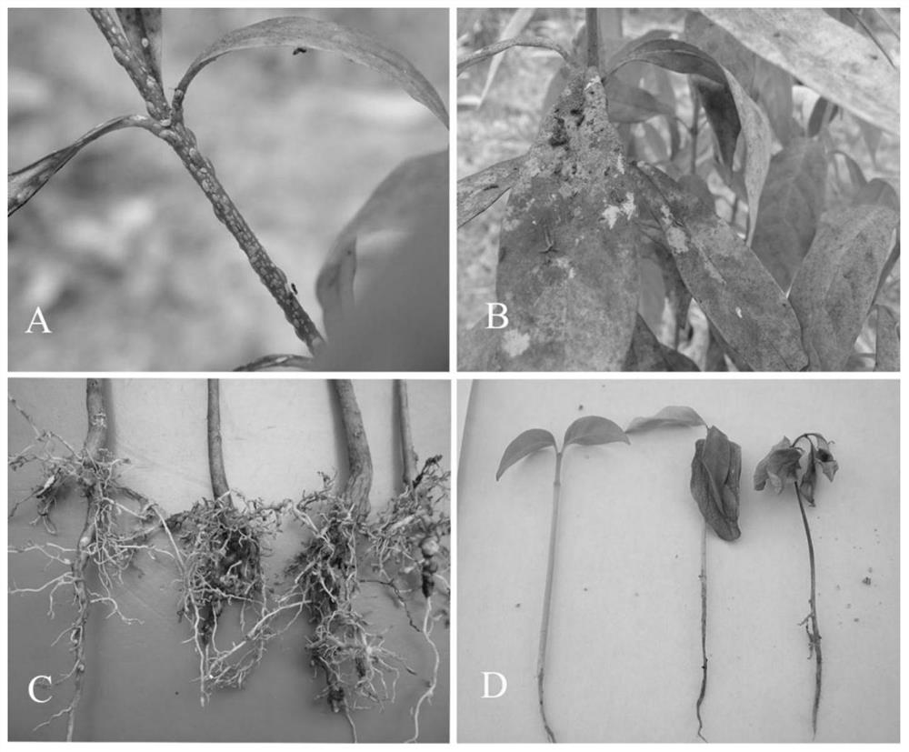 The method of propagation and cultivation of Rauvolwolfia