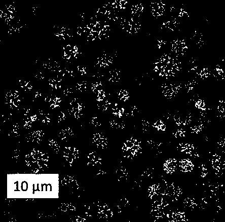 Quick-acting orally disintegrating tablet and powder based on novel porous lactose and microcrystalline mannitol auxiliary materials