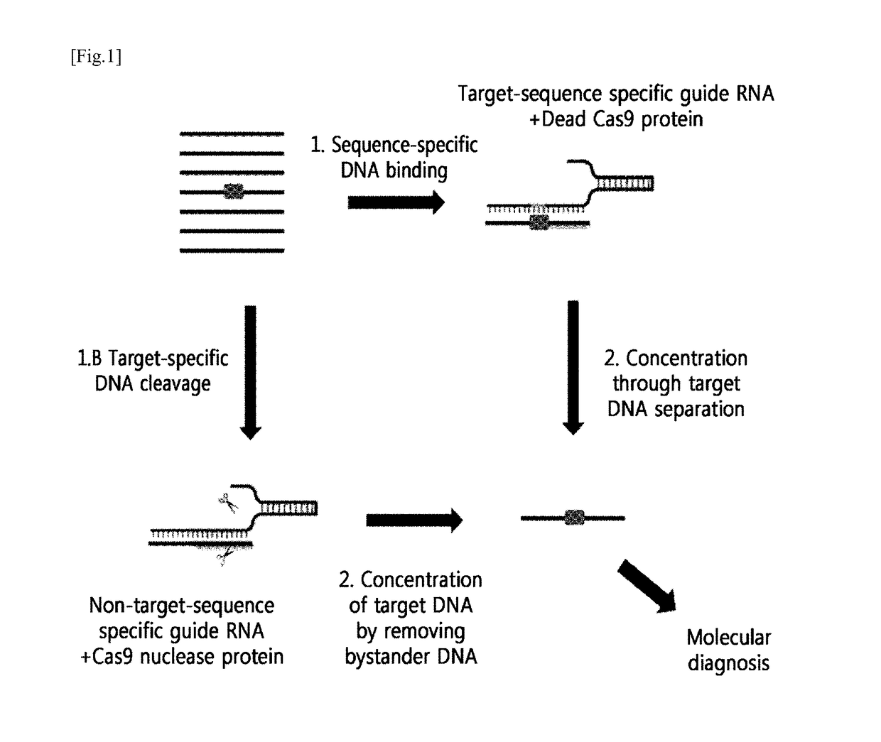 Method for Sensitive Detection of Target DNA Using Target-Specific Nuclease