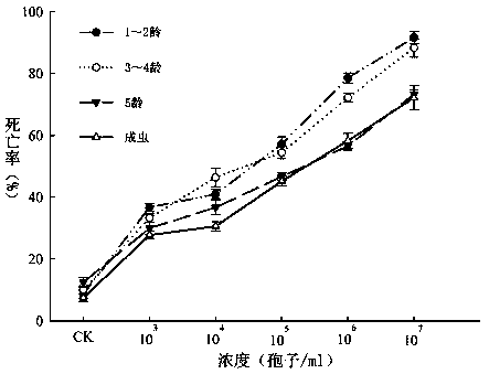 Highly pathogenic biocontrol bacteria Cordyceps javanica and application thereof