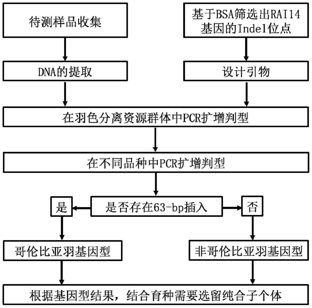 Detection primer, detection kit, detection method and application of chicken Columbia feather genotype