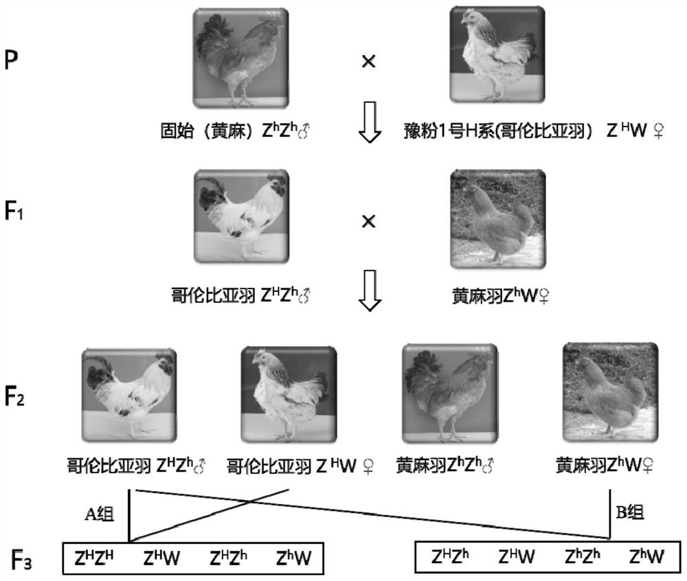 Detection primer, detection kit, detection method and application of chicken Columbia feather genotype