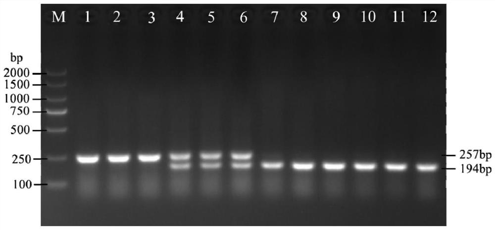 Detection primer, detection kit, detection method and application of chicken Columbia feather genotype