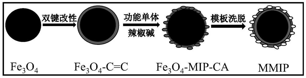 Preparation method, application and use method of capsaicin molecularly imprinted magnetic beads