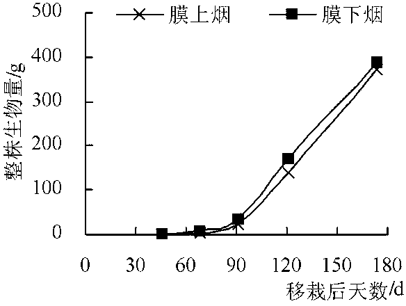 Flue-cured tobacco cultivation method fitting in with geographical characteristics of fen-flavor tobacco producing area