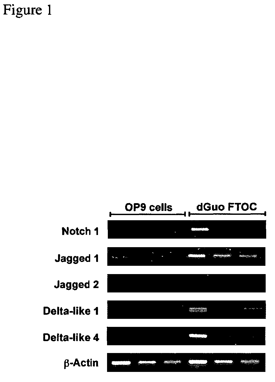 Cell preparations comprising cells of the T cell lineage and methods of making and using them