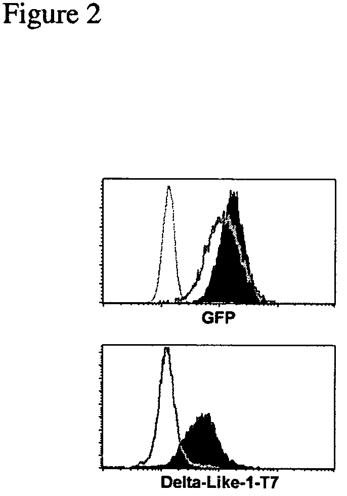 Cell preparations comprising cells of the T cell lineage and methods of making and using them