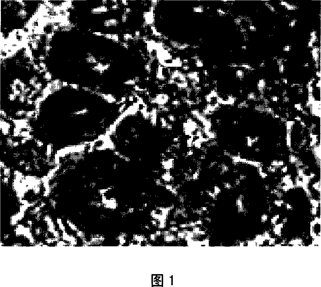 Magnesium-base porous compound material and method of producing the same