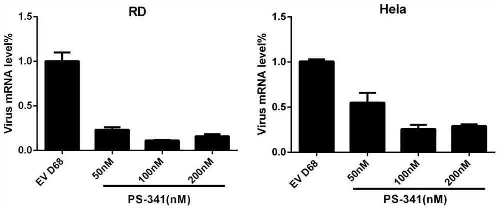 Application of Compound ps-341 in the Preparation of Picornaviridae Enterovirus Inhibitors