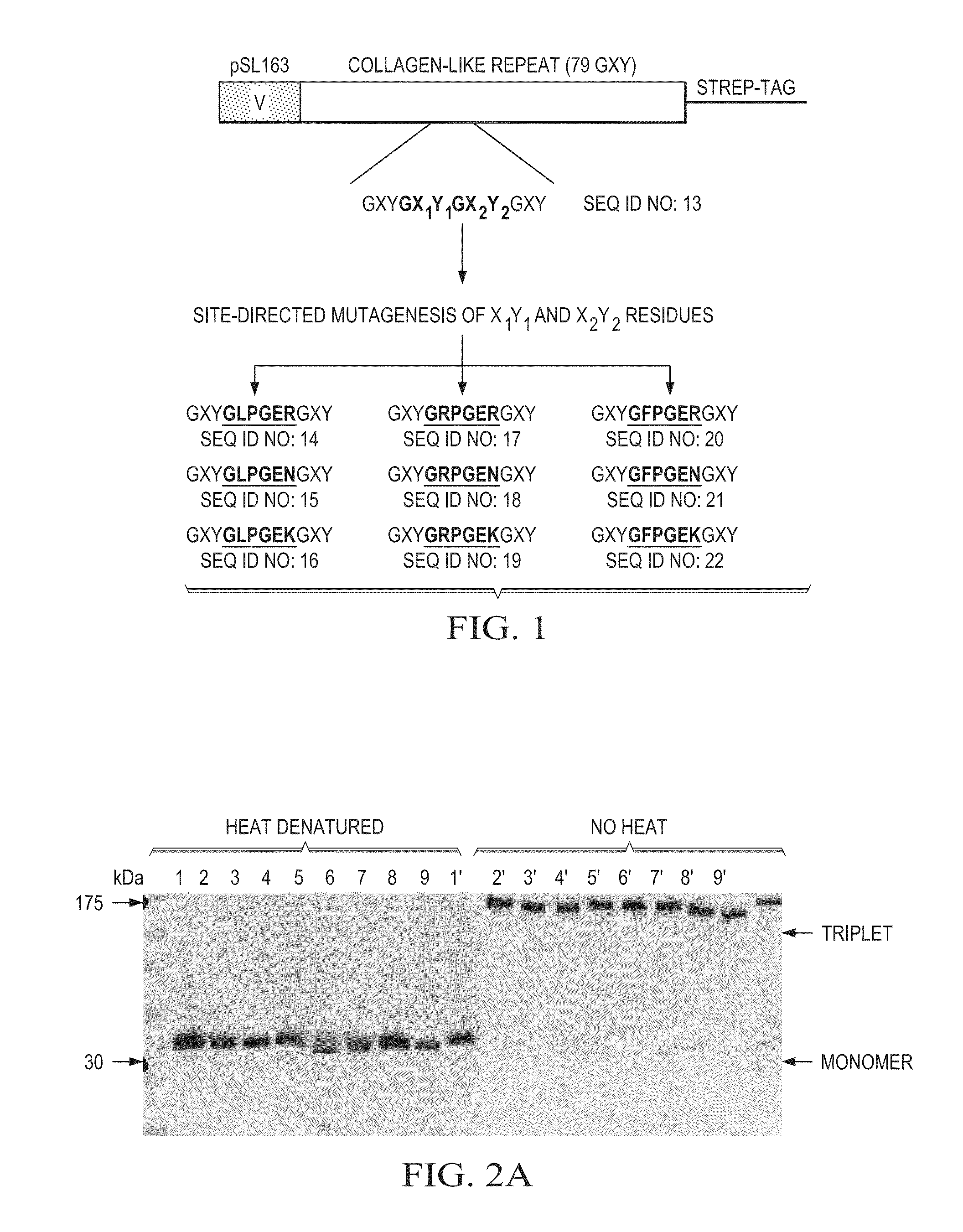 Designer collagens and use thereof