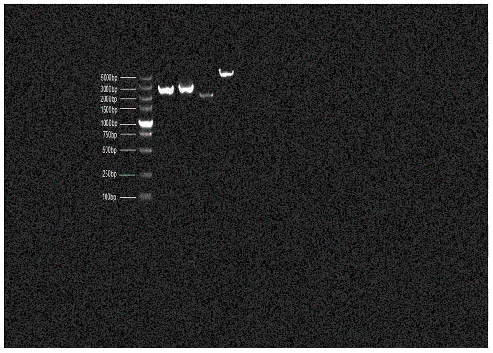 Fish mitochondria genome-wide DNA amplification