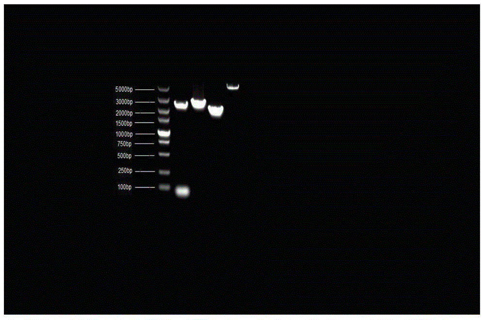 Fish mitochondria genome-wide DNA amplification