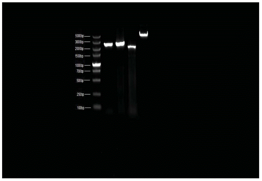 Fish mitochondria genome-wide DNA amplification