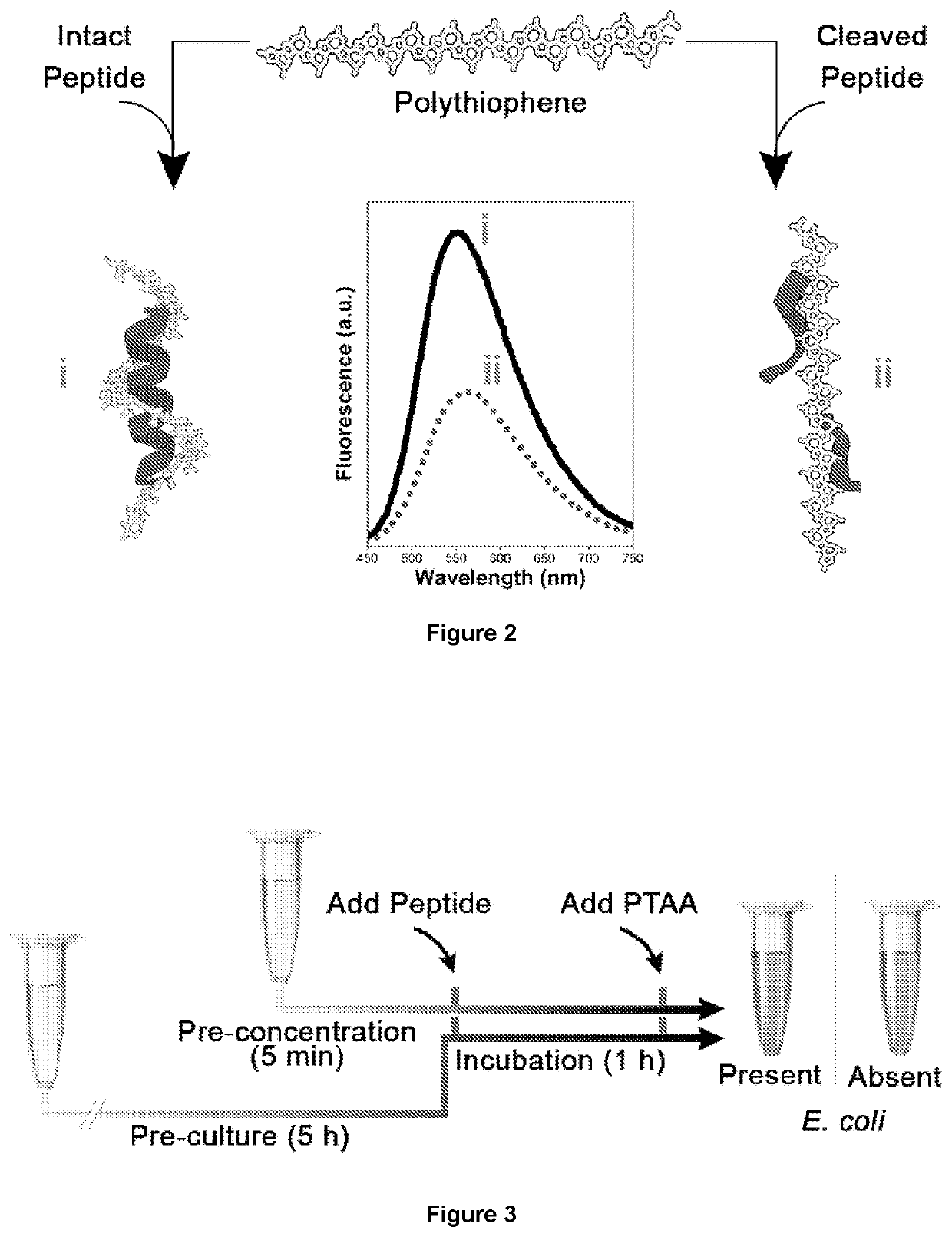 Membrane protease-based methods for detection of bacteria