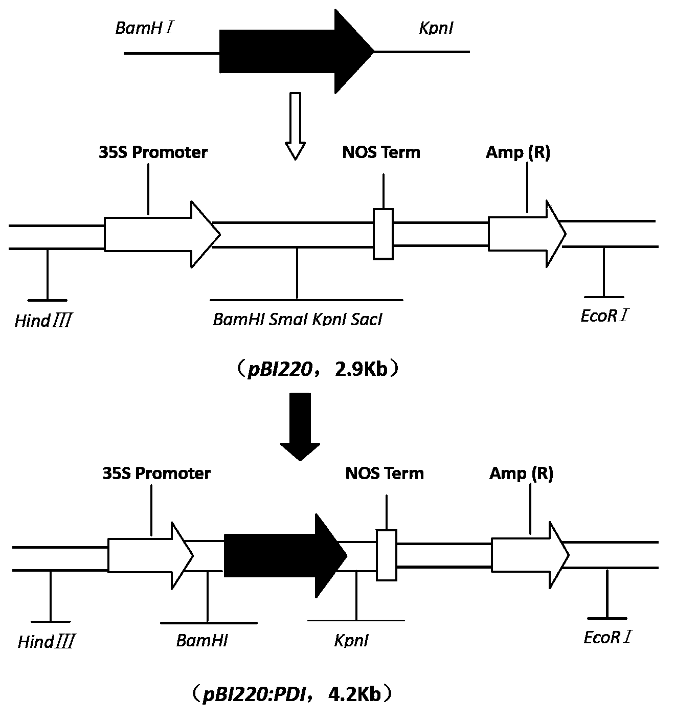 A Disulfide Isomerase Gene and Its Application