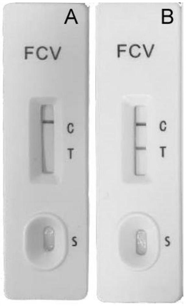 Feline calicivirus VP1-VP2 recombinant protein as well as preparation method and application thereof