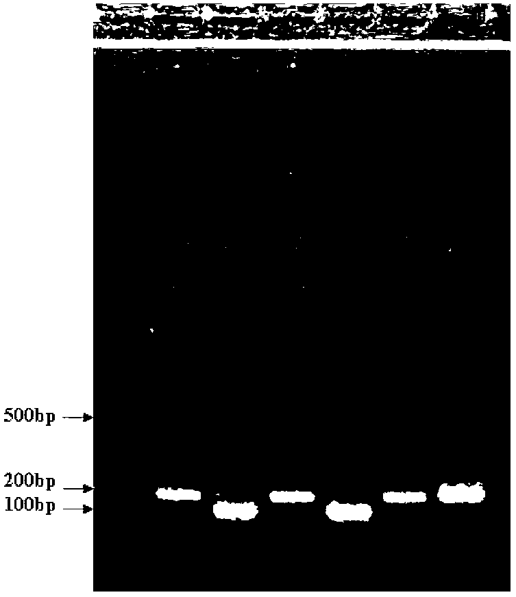 Haplotype primer for identifying Q-shaped bemisia tabaci and identification method