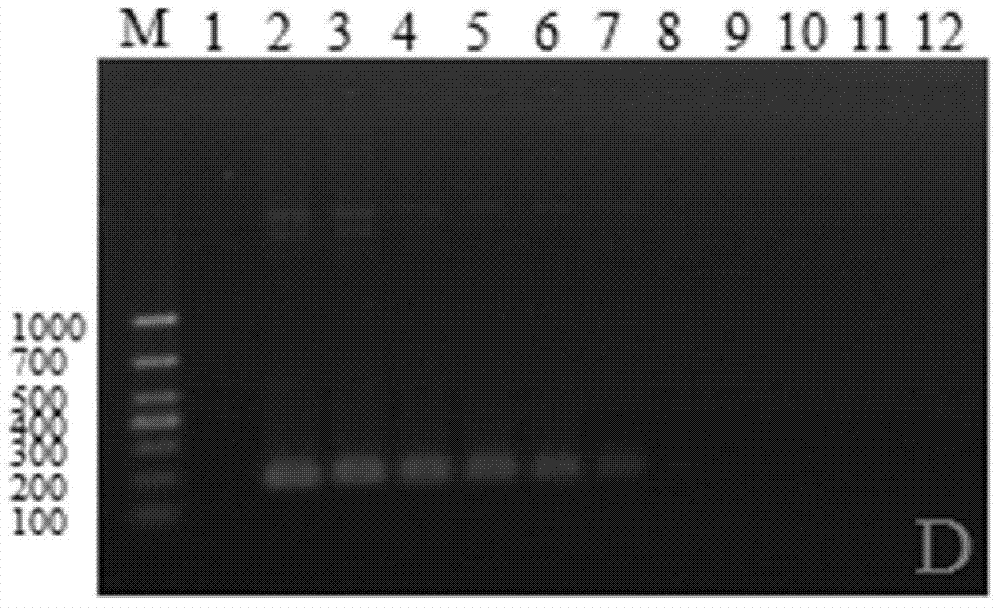 Lamp detection primer set and kit for Aeromonas hydrophila