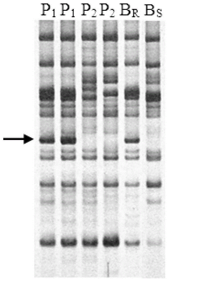 Molecular marker for raphanus sativus L. downy mildew resistant gene close linkage