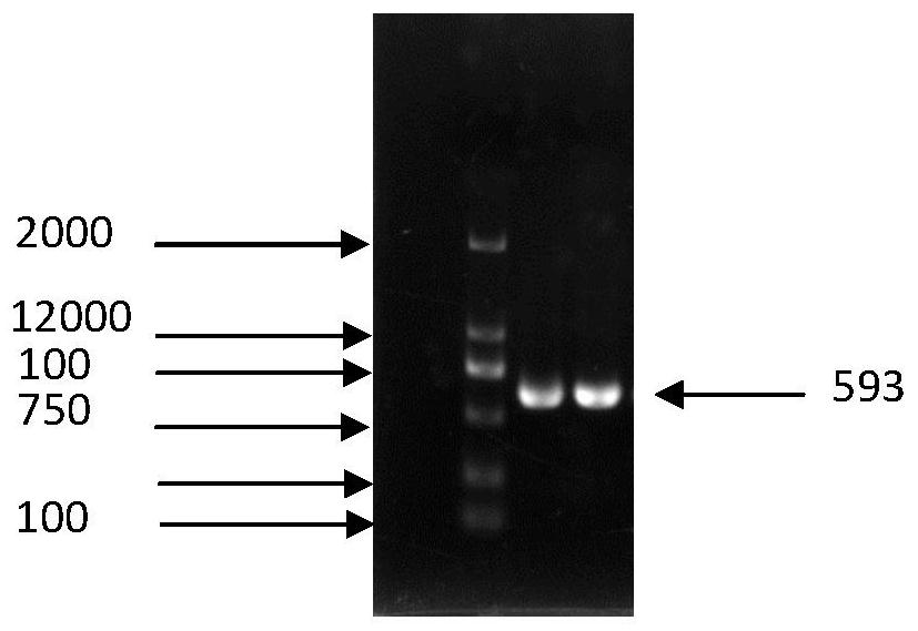 A strain of Pichia monteritima that degrades polyethylene and produces alkanes