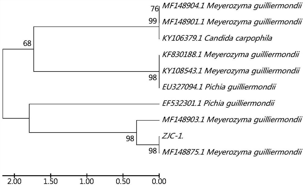 A strain of Pichia monteritima that degrades polyethylene and produces alkanes