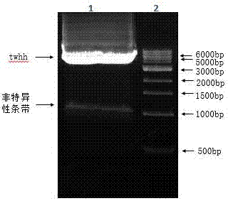 Building method of zebra fish intervertebral disc injury model