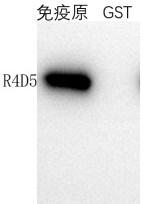 Method for improving adipose-derived stem cell differentiation efficiency through gene editing