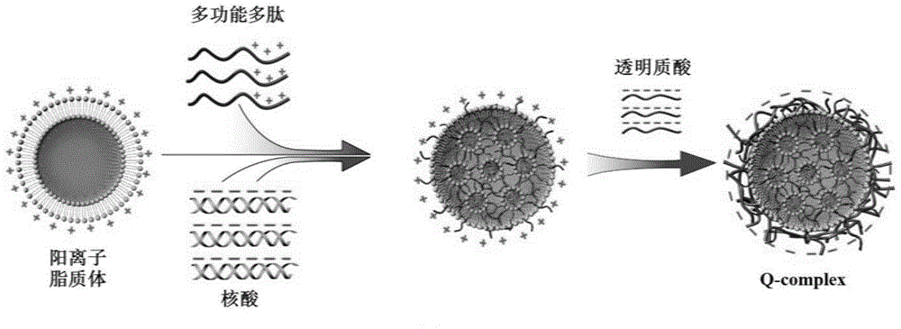 Multifunctional polypeptide/liposome/hyaluronic acid assembled viroid nucleic acid carrier