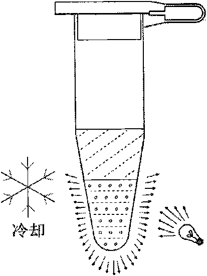 Detection method for nucleic acid amplification product