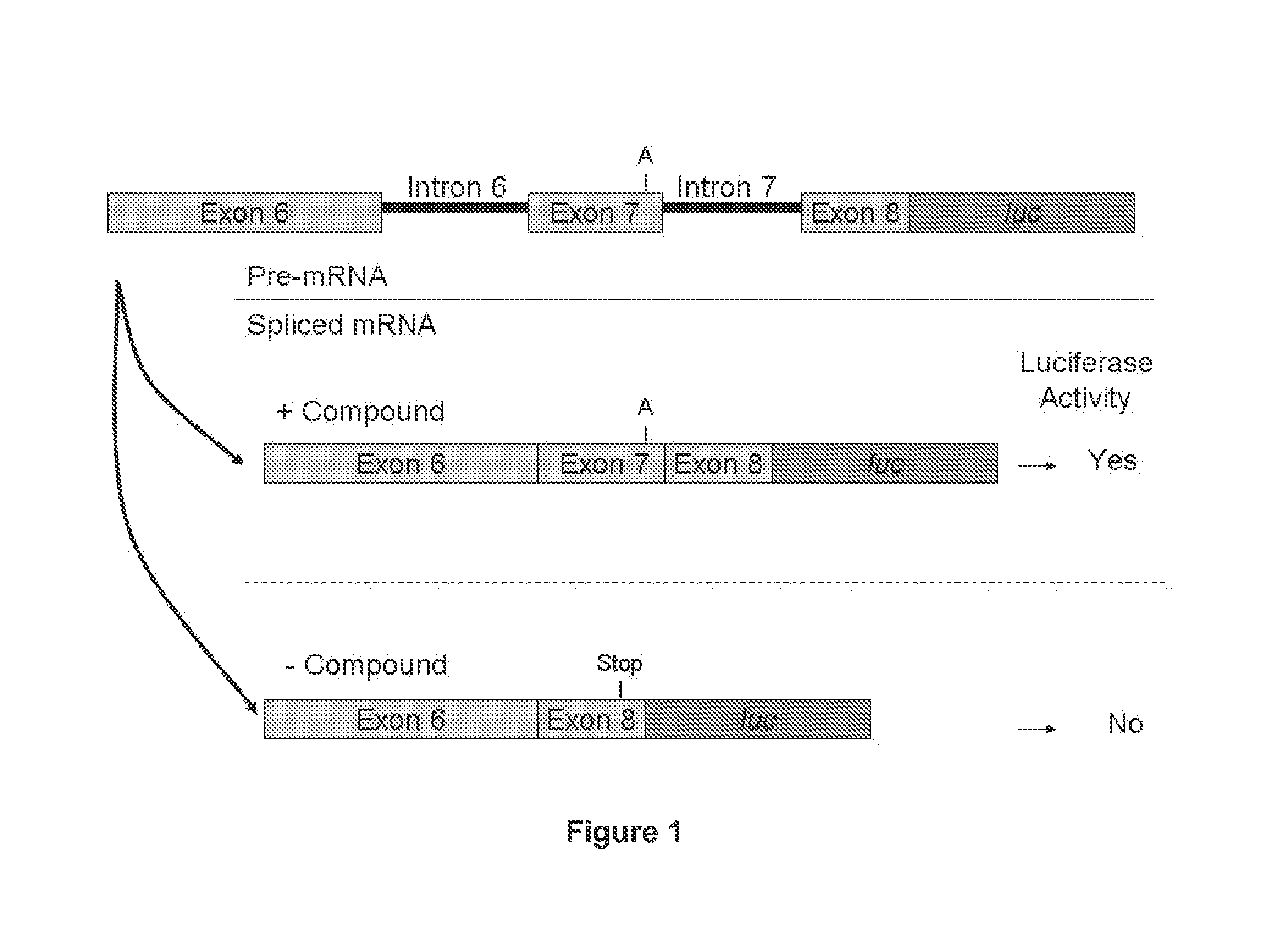 Compounds for treating spinal muscular atrophy