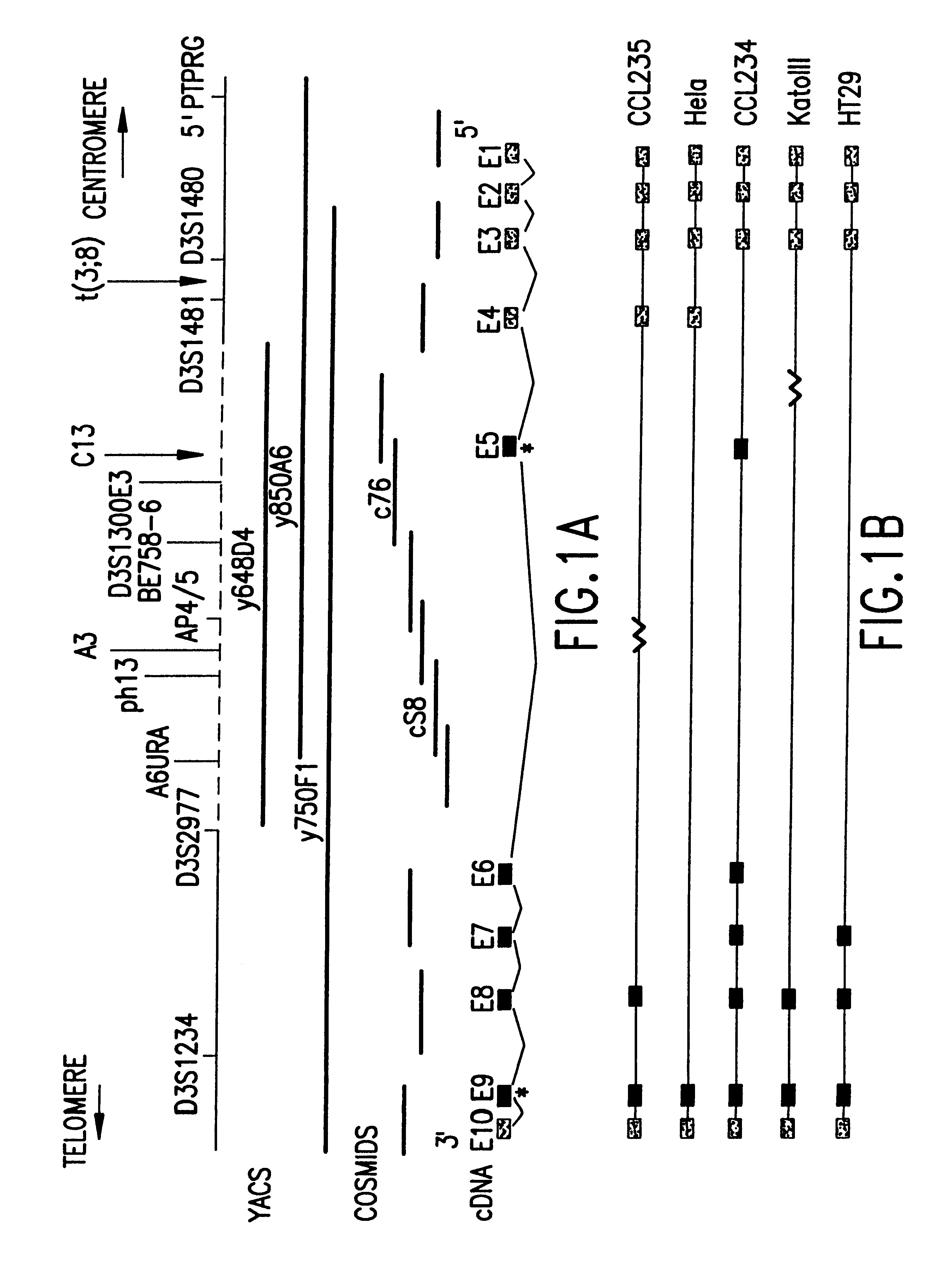 Fragile histidine triad (FHIT) nucleic acids and methods of producing FHIT proteins