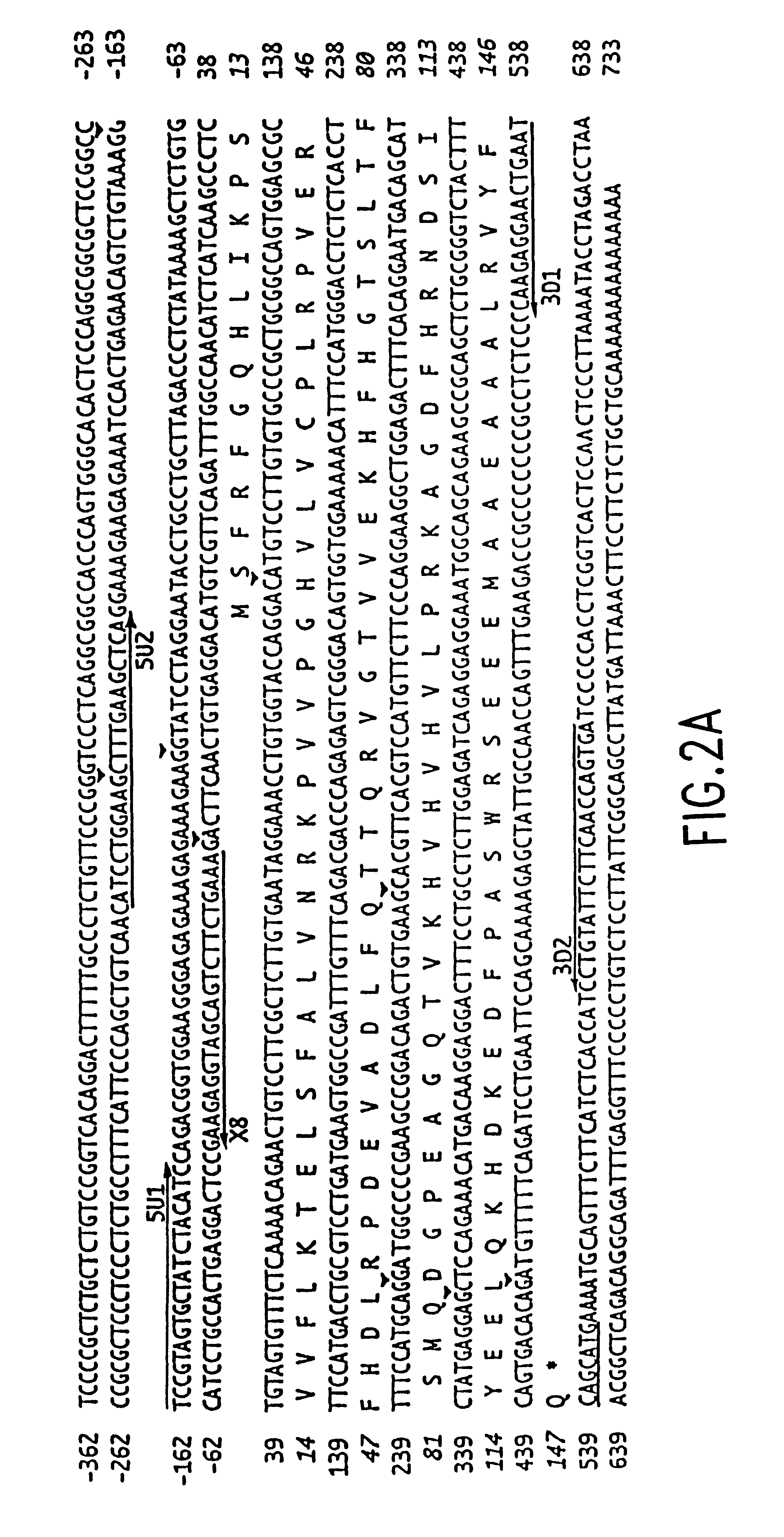 Fragile histidine triad (FHIT) nucleic acids and methods of producing FHIT proteins