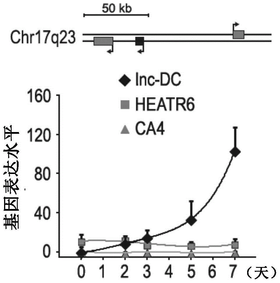 Long non-coding RNA, sequence and application thereof