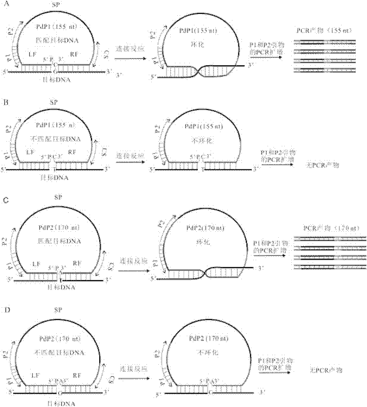 Multiple detection method for DNA polymorphism of genome and special probe thereof