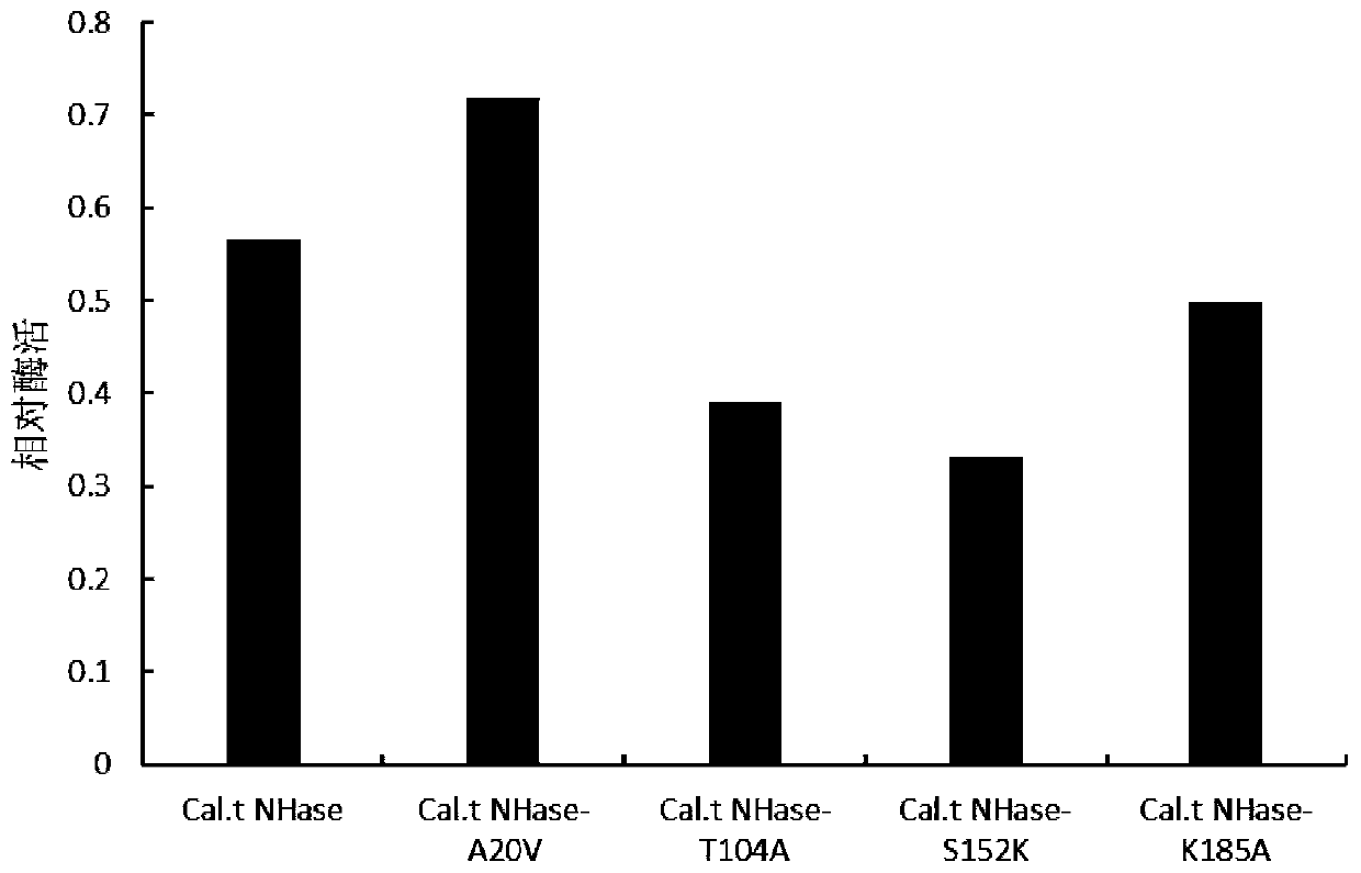 Mutant of nitrile hydratase derived from caldalkalibacillus thermarum