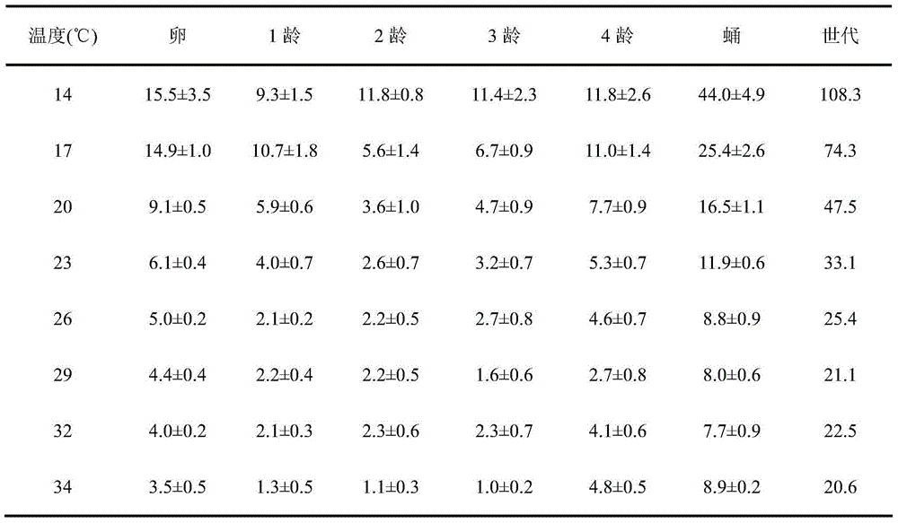 Artificial rearing, breed conservation and breeding production method for cryptolaemus montrouzieri mulsant