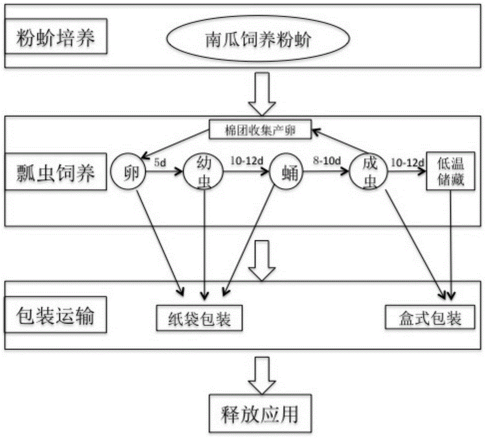 Artificial rearing, breed conservation and breeding production method for cryptolaemus montrouzieri mulsant